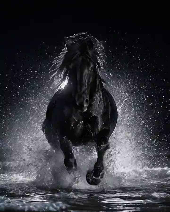 A black horse comes straight through the night surf, the spray lit from behind